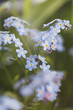 Forget-me-not