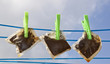 used tea bags on washing line