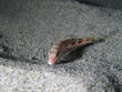 Mullus Fish