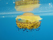 Cassiopea Jellyfish on the sea surface