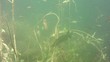 Pike and shoal of small fish