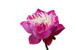 A pink lotus flower isolated on white