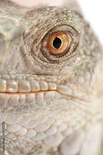 Photo: green iguana muzzle green iguana muzzle