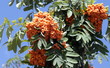 ashberry with leafs on sky background, september