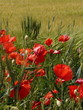 champ d'herbe verte et coquelicots