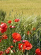 champ d'herbe verte et coquelicots
