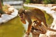 squirrel monkey