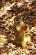 squirrel monkey