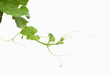 Young green leaves on white wall
