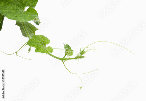 Photo: Young green leaves on white wall Young green leaves on white wall