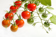Cherry vine tomatoes