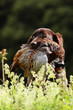 Jagdhund mit Fasan