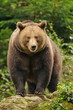 Braunbär
