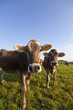 Neugierige Kühe Neugierige Kühe
