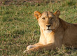 Photo: Lioness At Rest Lioness At Rest