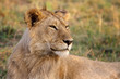 Photo: Young Male Lion Young Male Lion