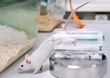 White laboratory mouse got loose