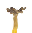 Yellow foot, Craterellus lutescens isolated Yellow foot, Craterellus lutescens isolated