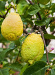 fresh yellow lemons on tree