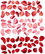 A lot of red and pink rose petals isolated on white A lot of red and pink rose petals isolated on white