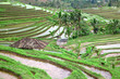 Rice field