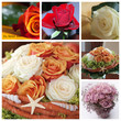 Collage Rosen