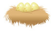 eggs and nest