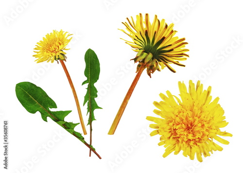Photo: Fleurs et feuilles de pissenlit Fleurs et feuilles de pissenlit