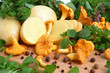 Mushrooms with potatos Mushrooms with potatos