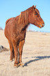 red horse red horse