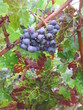 Une grappe de raisin Pessac Léognan Graves, Aquitaine
