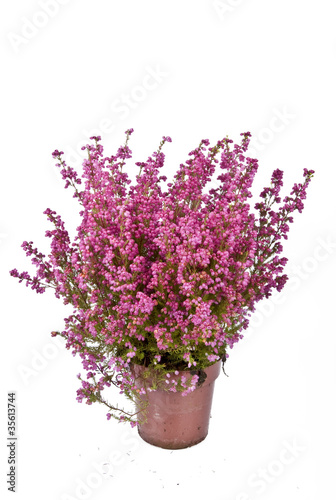 Photo: Heidekraut Erica gracilis im Topf Heidekraut Erica gracilis im Topf