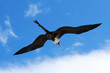 Photo: Female magnificent frigatebird soars overhead Female magnificent frigatebird soars overhead