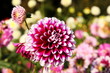 bunte Dahlienblüte