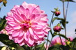 bunte Dahlienblüte