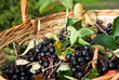 Chokeberries (Aronia) berries in basket Chokeberries (Aronia) berries in basket