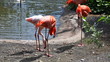 two flamingos go on water near plants in zoo