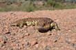 Photo en ligne au meilleur prix lezard en australie
