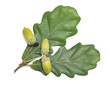 green acorn fruits with leaves