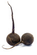 black radish