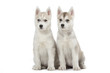 deux chiots siberian husky assis de face deux chiots siberian husky assis de face
