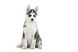 chiot siberian husky assis de face en studio chiot siberian husky assis de face en studio