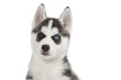 étrange regard aux yeux vairons du chiot husky étrange regard aux yeux vairons du chiot husky