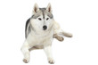 belle attitude du siberian husky belle attitude du siberian husky