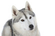 siberian husky - husky sibérien - chien de traîneau siberian husky - husky sibérien - chien de traîneau