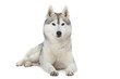 fierté du siberian husky fierté du siberian husky