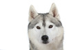 gros plan sur la tête du husky gros plan sur la tête du husky