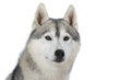 beautifil head of the siberian husky beautifil head of the siberian husky