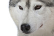 oeil et museau du chien de traîneau oeil et museau du chien de traîneau