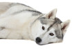 siberian husky alangui avec nonchalance siberian husky alangui avec nonchalance